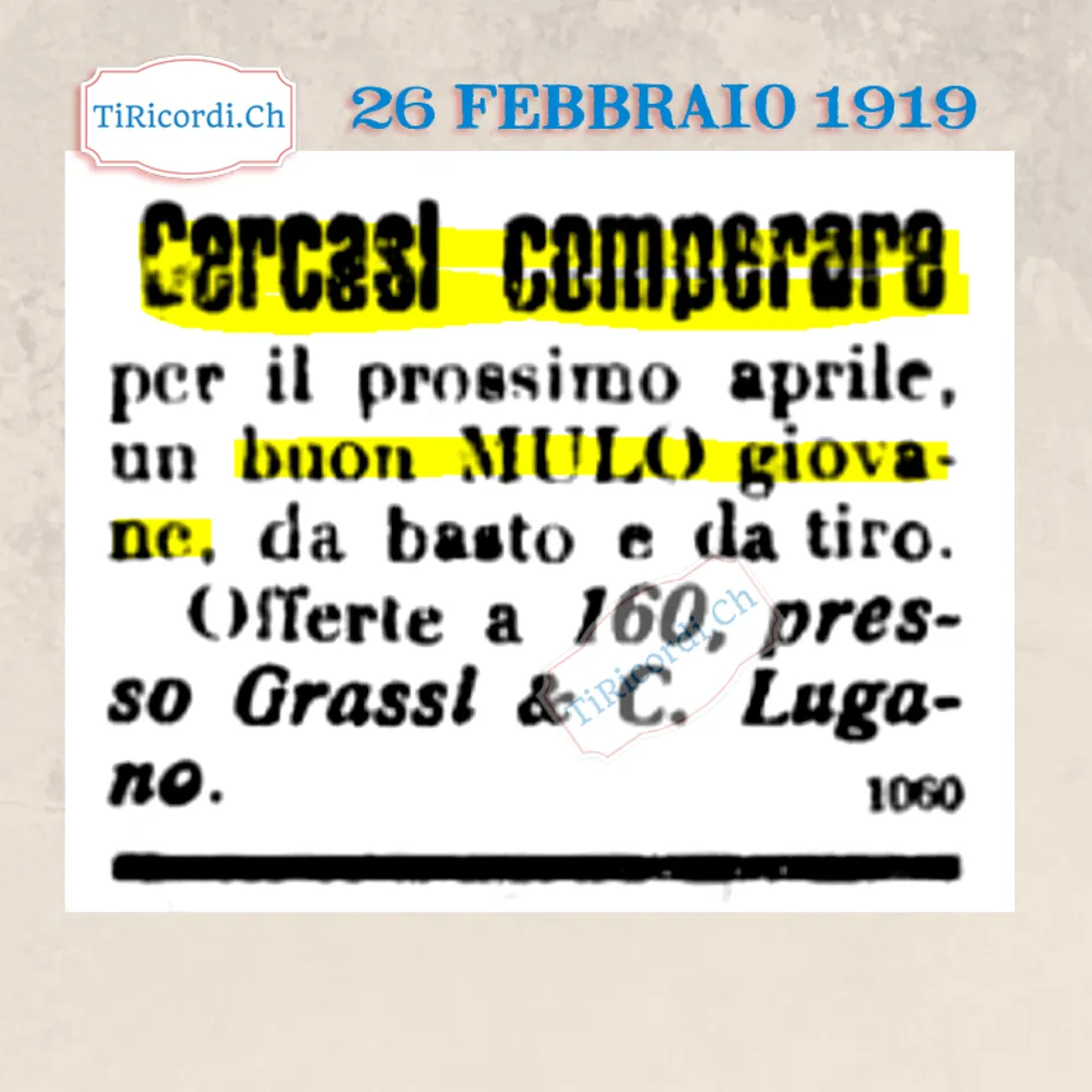 Cercasi comperare per il prossimo aprile un buon mulo giovane, da basto e da tiro, Lugano 1919