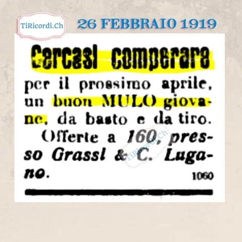 Cercasi comperare per il prossimo aprile un buon mulo giovane, da basto e da tiro, Lugano 1919
