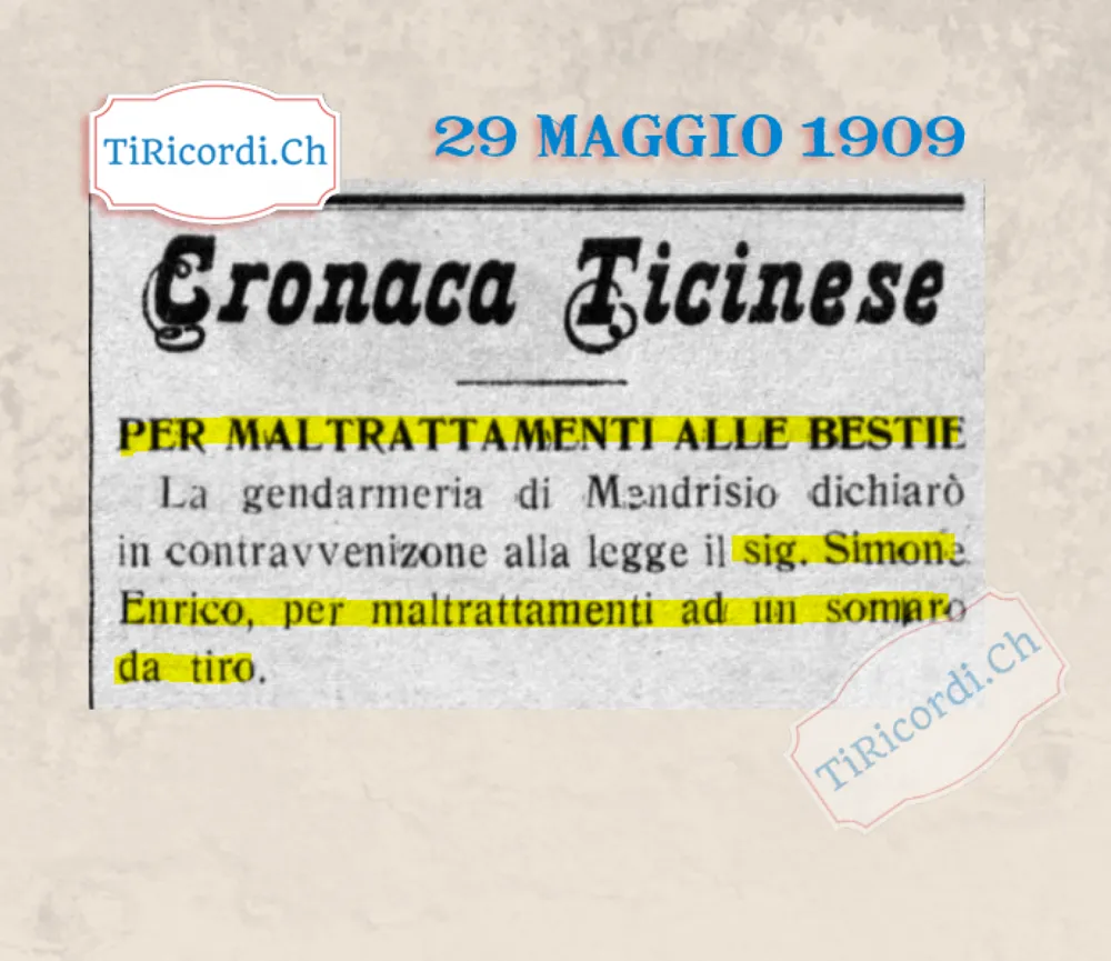 Per maltrattamenti alle bestie: la gendarmeria di Mendrisio dichiara in contravvenzione Enrico Simone per un somaro da tiro, 1909