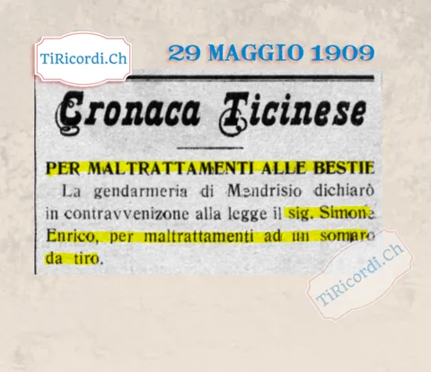 Per maltrattamenti alle bestie: la gendarmeria di Mendrisio dichiara in contravvenzione Enrico Simone per un somaro da tiro, 1909