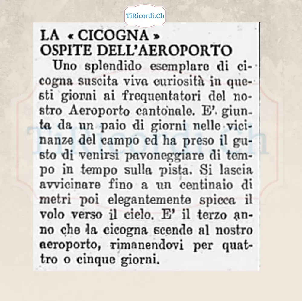 La cicogna ospite dell'aeroporto: uno splendido esemplare si pavoneggia sulla pista dell'aeroporto cantonale, si lascia avvicinare fino a un centinaio di metri poi spicca il volo, 1958