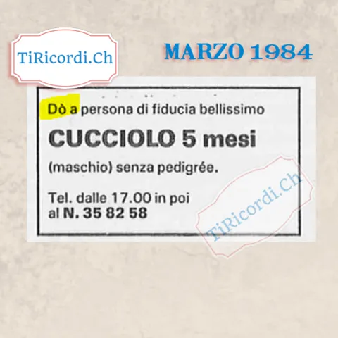 Do a persona di fiducia bellissimo cucciolo di 5 mesi, maschio, senza pedigree, marzo 1984