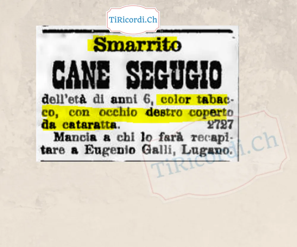 Smarrito cane segugio di 6 anni, color tabacco, con cataratta all'occhio destro, 1898