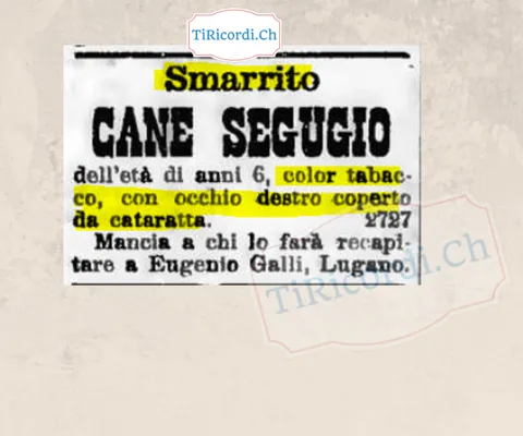 Smarrito cane segugio di 6 anni, color tabacco, con cataratta all'occhio destro, 1898