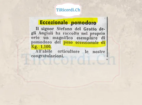 Eccezionale pomodoro: il signor Stefano del Grotto degli Angioli ha raccolto nel proprio orto un magnifico esemplare del peso eccezionale di 1,100 chili. All'abile orticultore le nostre congratulazioni, 1958