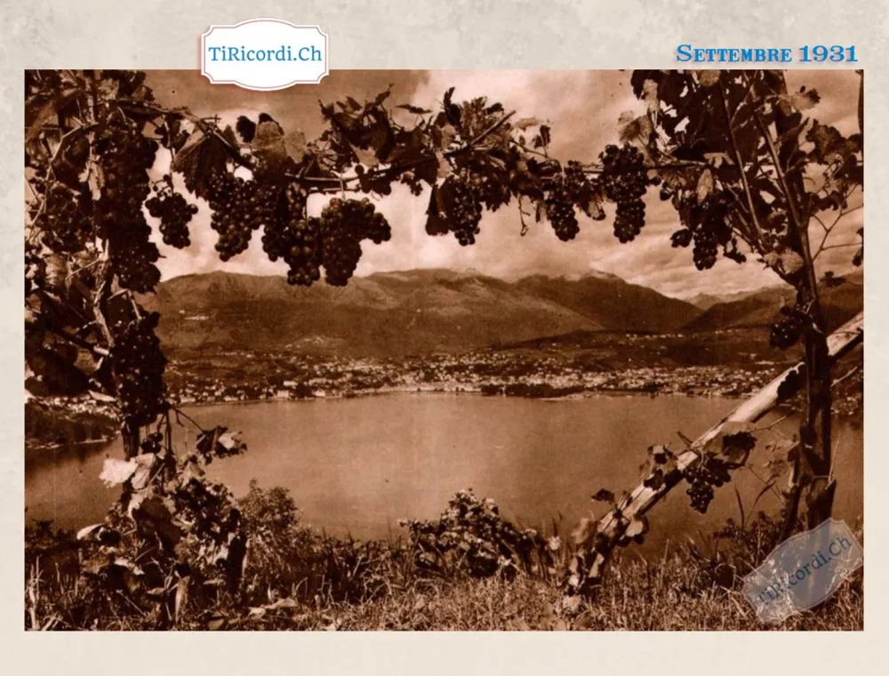Il lago di Lugano visto attraverso una pergola carica d'uva, settembre 1931