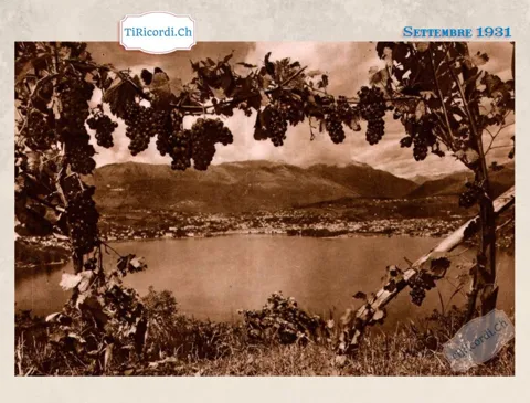 Il lago di Lugano visto attraverso una pergola carica d'uva, settembre 1931