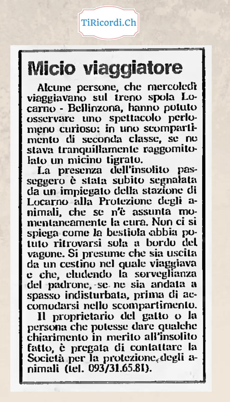 Micio viaggiatore: un gattino tigrato in seconda classe sul treno spola Locarno-Bellinzona