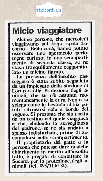 Micio viaggiatore: un gattino tigrato in seconda classe sul treno spola Locarno-Bellinzona